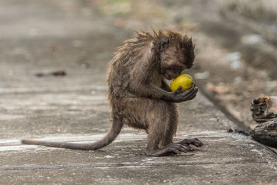 Close-up of monkey eating fruit on footpath