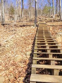 Walkway along trees