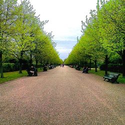 Road passing through trees