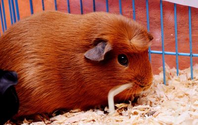 Close-up of a rabbit in cage