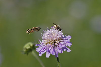 Close-up of bee pollinating on purple flower