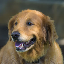 Close-up of a dog