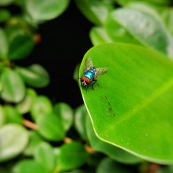 Close-up of ladybug on leaf