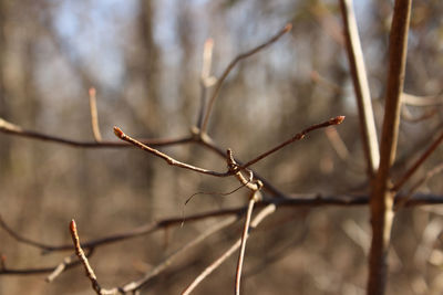 Close-up of wilted plant