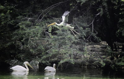 Swan swimming in a lake