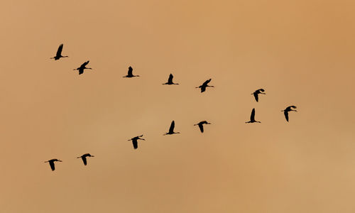 Low angle view of birds flying in sky