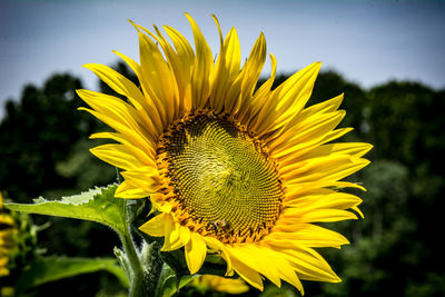 Close-up of sunflower blooming against sky