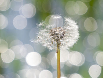 Close-up of dandelion against blurred background