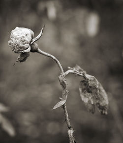 Close-up of twigs