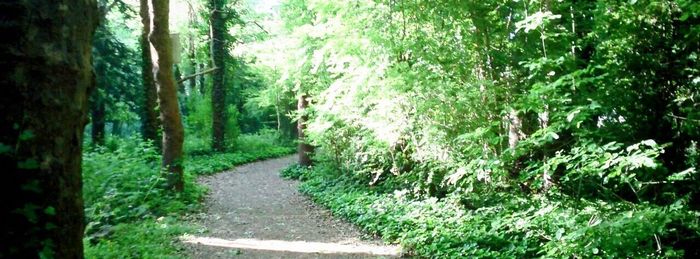 Footpath leading to forest