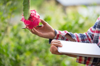 Midsection of person holding pink flowering plant