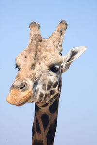 Low angle view of giraffe against clear sky