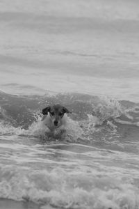 Dog swimming in sea