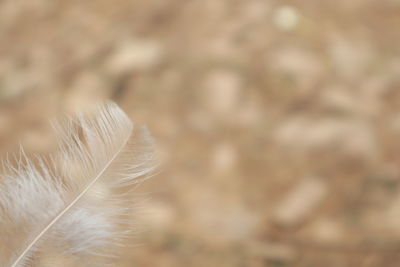 Close-up of a cat