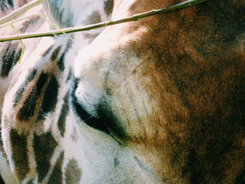 Close-up of giraffe eye