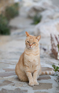 Portrait of cat sitting on footpath