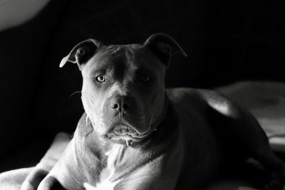 Close-up portrait of dog looking at camera