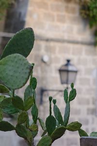 Close-up of succulent plant