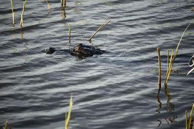 High angle view of duck swimming in lake