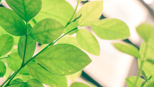 Close-up of leaves