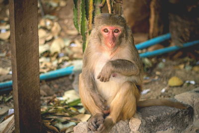 Monkey sitting in zoo