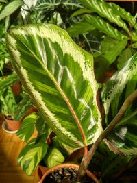 Close-up of fresh green leaves