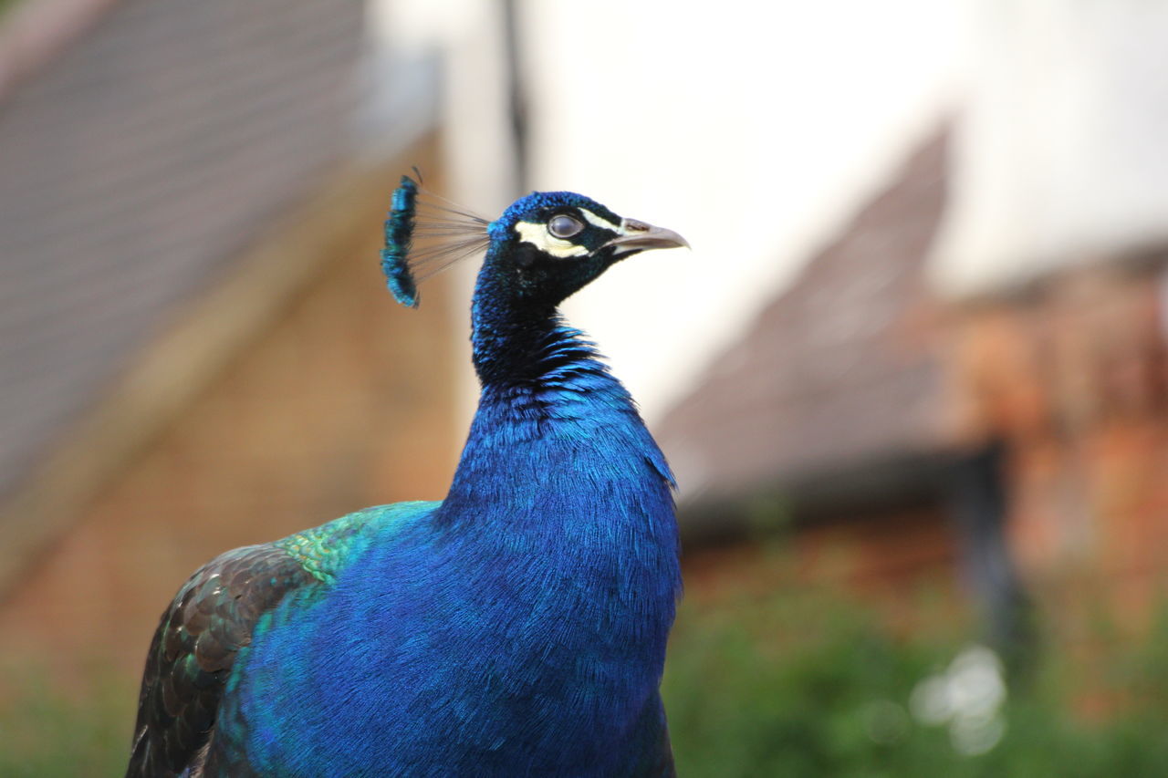 CLOSE-UP OF PEACOCK ON ROCK