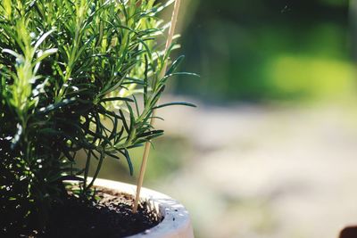 Close-up of potted plant