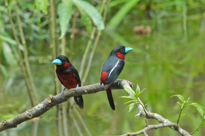 View of birds perching on branch