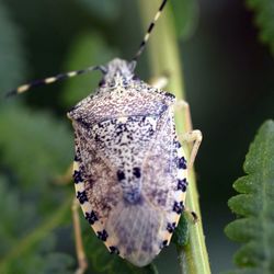 Close-up of flowers against blurred background