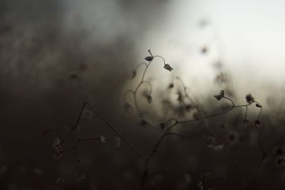 Close-up of plants against sky