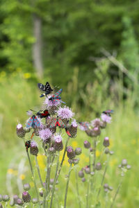 Close-up of butterfly pollinating on purple flower