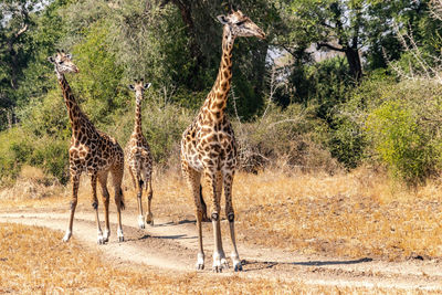 Giraffes standing on field