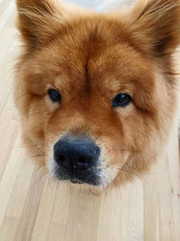 Close-up portrait of a dog