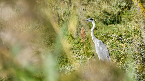 Bird perching on a field