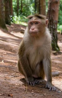 Lion sitting on land