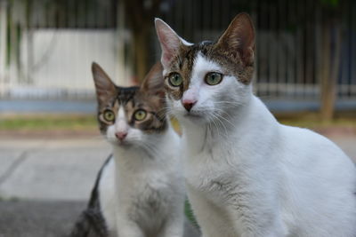 Close-up of cats looking away on footpath
