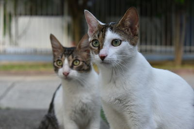 Portrait of cat sitting outdoors