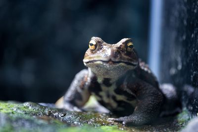 Close-up of turtle in water