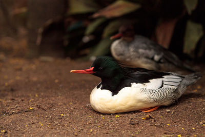 Close-up of duck