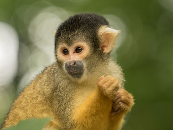 Portrait of monkey