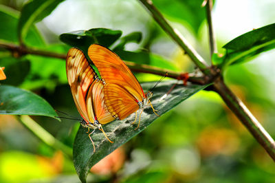 Close-up of butterfly on leaf