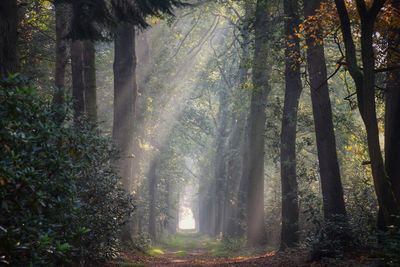 Trees in forest