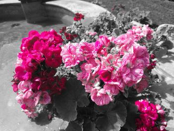 High angle view of pink flowers blooming outdoors