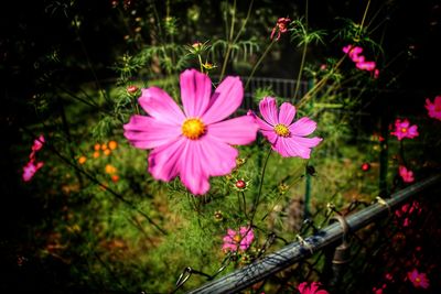 flowering plant