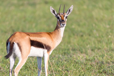 Side view of giraffe on field