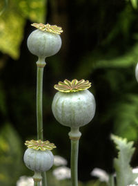 Close-up of plant against blurred background