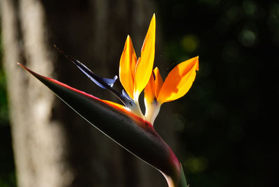 Close-up of paradise orange flower, exotic, madeira, portugal