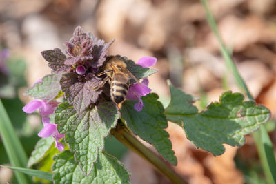 Close-up of butterfly on purple flowering plant