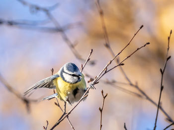 Low angle view of blue tit bird perching on branch